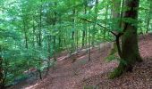 Tour Zu Fuß Hofheim in Unterfranken - Auf Jägerpfaden zur Schwedenschanze - Photo 7