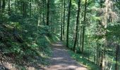 Trail Walking Ottenhöfen im Schwarzwald - Karlsruher Gray - Photo 12