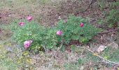 Trail Walking Caussols - caussols - Photo 3