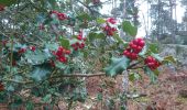 Trail Walking Fontainebleau - Belle-croix 27 janvier 2023  - Photo 4