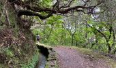 Tocht Stappen Santana - Levada  - Photo 12