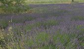 Randonnée Marche Cucuron - Cucuron Vaugines - Photo 3