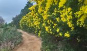 Trail Walking Tanneron - Tanneron les mimosas - Photo 4