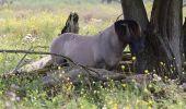 Trail On foot Lelystad - Zeearendroute - Photo 5