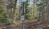 Tour Wandern Gedinne - Willerzie 190425 - Photo 9