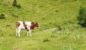 Tour Zu Fuß Feldberg - Feldbergsteig - Photo 6