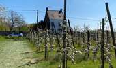 Trail Walking Brunehaut - Les Vergers du Tournaisis - Photo 4