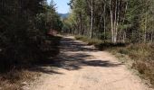 Trail Mountain bike Fréland - Fréland - Col du Wettstein - Photo 2