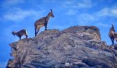 Tour Wandern Molines-en-Queyras - Pic Foréant et Col d'Asti - Photo 4