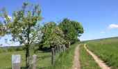 Trail On foot Naumburg - Naumburg - N9 - Photo 1