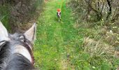 Trail Horseback riding Neufchâteau - Bois de la Fosse - Photo 11