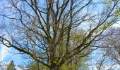 Trail Walking Theux - la reid . vert buisson . charmille / variante  - Photo 12