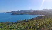 Tocht Stappen Port-Vendres - paullile - Cap bear via la mer retour via les vignes  - Photo 7