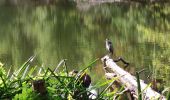 Randonnée Marche Clamart - Tour des etangs - Bois de Clamart et de Meudon - Photo 9