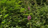 Tocht Stappen Ventes-Saint-Rémy - Forêt d'Eawy rando douce - Photo 18