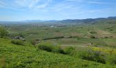 Trail Walking Saint-Hippolyte - St-Hippolyte - Rorschwihr - Grasberg - Bergheim - Reichenberg - Rodern - Photo 15