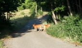 Trail On foot Mangone - (SI U23) Piano Lago - Casellone Forestale di Monte Cocuzzo - Photo 4