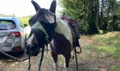 Trail Horseback riding Larnaud - Larnaud-Fontainebrux - Photo 1