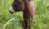 Tour Wandern Marchiennes - Marchiennes - Photo 2