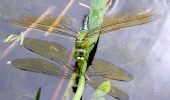 Randonnée A pied Leichlingen - Naturfreundeweg Leichlingen - Photo 8