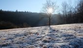 Trail On foot Hessisch Lichtenau - Rundweg um das Rebbes mit Seesteinen - Photo 10