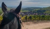 Tour Pferd Zell - Labaroche - kaysesberg - Photo 9