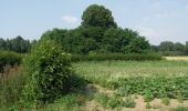 Tour Zu Fuß Tongern - Mulken Beukenberg Rood - Photo 6