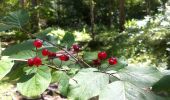 Trail On foot Ramsau bei Berchtesgaden - Wanderweg 71 (Rund um den Taubensee) - Photo 3