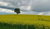 Tour Zu Fuß Oberbarnim - Oberbarnimer Feldsteinroute - Photo 7