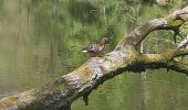 Randonnée Marche Houffalize - lac de Nisramont  - Photo 12