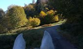 Trail Horseback riding Saint-Sauveur - saint sauveur gros chêne château turquestein - Photo 11