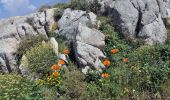 Trail On foot Pioggiola - Monte Tolu - Photo 2