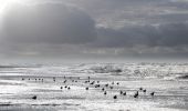 Trail On foot Castricum - Halve Marathon van Egmond - Photo 4