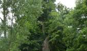 Trail On foot Sprimont - Sprimont Promenade n°5 - Photo 7