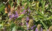 Tour Wandern Saint-Rémy-de-Provence - Le plateau de Caume - Photo 9