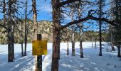 Trail Snowshoes La Llagonne - Les Bouillouses.( 66 MT LOUIS ) Pla des Aveillans-barrage des Bouillouses  - Photo 18