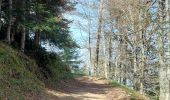 Trail Walking Chambon-sur-Lac - BOUCLE AU DEPART DU CHAMBON-SUR-LAC - Photo 11