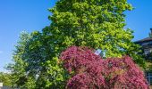 Tocht Te voet Bad Arolsen - Bad Arolsen Wanderweg A4 - Photo 6