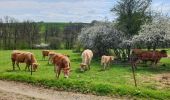 Randonnée Marche Beauraing - Balade à Wancennes - Beauraing - Photo 7