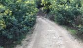 Trail Walking Pégomas - Mimosa Pégomas  - Photo 8