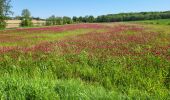 Tocht Stappen Gembloers - Ernage140524 - Photo 19