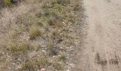 Trail Walking Saint-Cannat - l étape. cricri.... - Photo 3