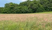 Excursión Senderismo Plan-d'Aups-Sainte-Baume - Plan d’aups ste beaume - Photo 11