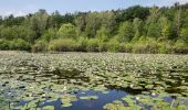 Tocht Te voet Mittenwalde - Wanderweg Sutschketal - Ostseite Krummer See - Photo 6