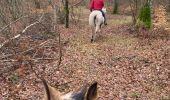 Trail Horseback riding Saint-Martin - Tivio kaline changer au milieu  - Photo 1