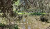 Trail Walking Anderlues - BE-Anderlues - Le Bois du Baron - Tour des Etangs - Photo 8
