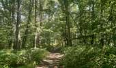 Excursión Senderismo Lieja - angleur . bois st Jacques . sart tilman . bois st laurent . angleur  - Photo 8