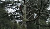 Randonnée Marche Bonnieux - Forêt des Cèdres - Photo 4