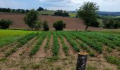 Tour Wandern Golinhac - live Golinhac - Conques  - Photo 18