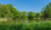 Randonnée A pied Malschwitz - Malešecy - Naturerlebnispfad „Guttauer Teiche & Olbasee